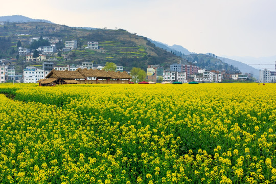 四川古蔺双沙万亩油菜花柳树