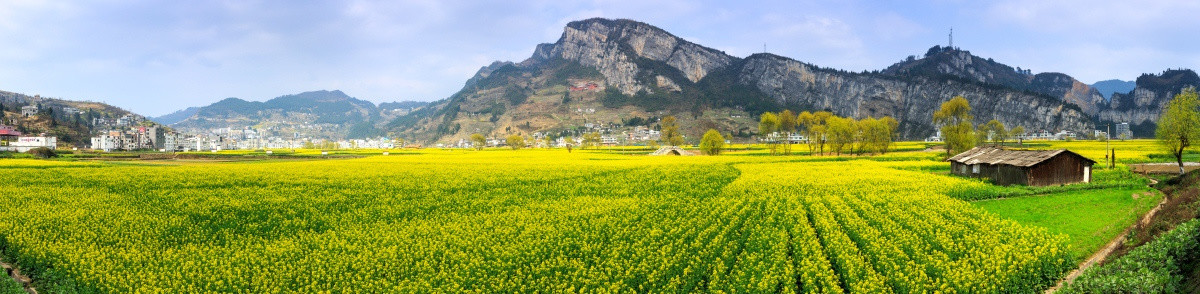 古蔺双沙油菜花画里乡村全景接片