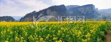 古蔺双沙油菜花画里乡村全景接片