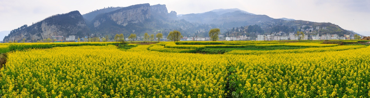 古蔺双沙油菜花画里乡村全景接片