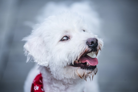 雪纳瑞犬