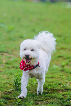 雪纳瑞犬