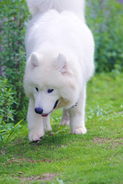 萨摩耶犬