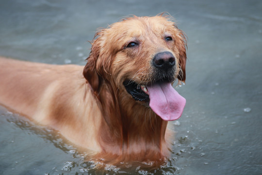 游泳的金毛狗