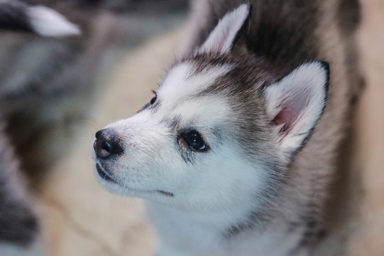 哈士奇幼犬