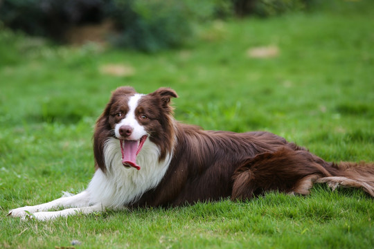 边境牧羊犬