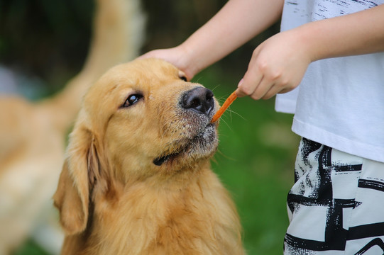 金毛犬