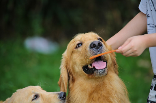 金毛犬