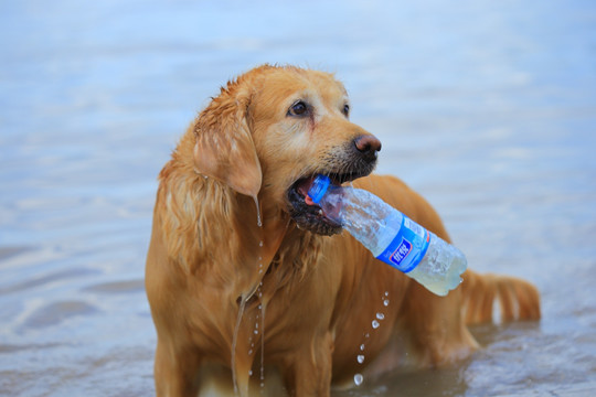 金毛寻回犬