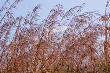 芭茅草