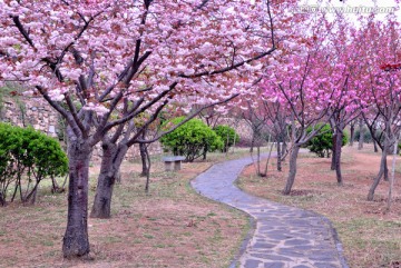 樱花公园