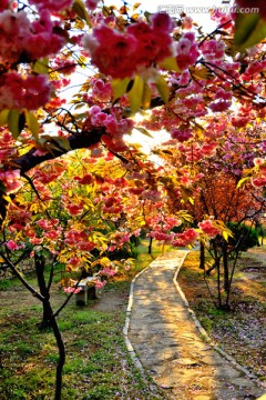 樱花树林晨曦