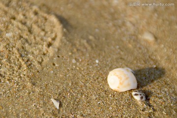 沙滩贝壳