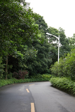 绿色道路
