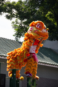 黄飞鸿武术馆舞狮表演