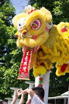 黄飞鸿武馆舞狮表演