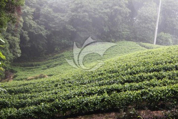 雨后茶山