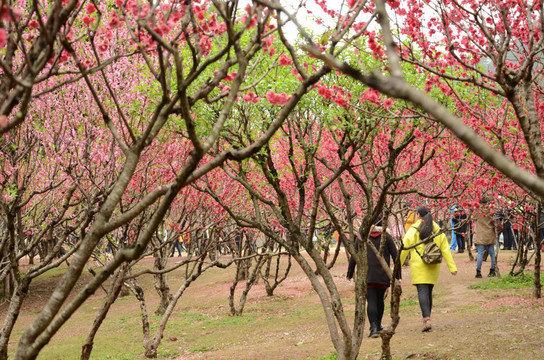 福州森林公园桃花园