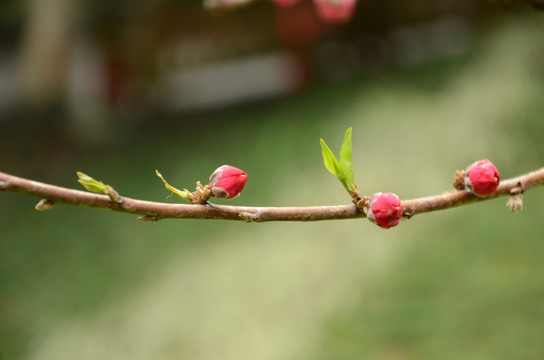 桃花