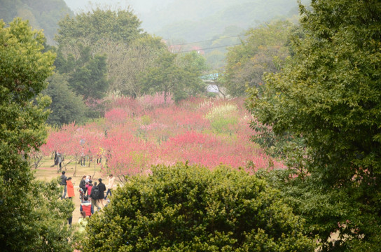 福州森林公园桃花园