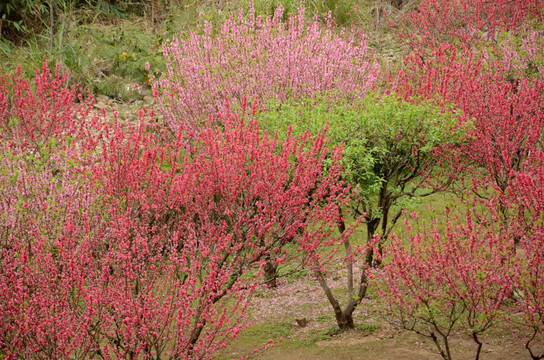 福州森林公园桃花园