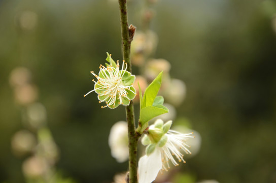 桃花