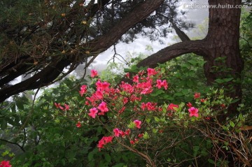 野杜鹃花