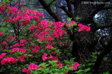 野杜鹃花