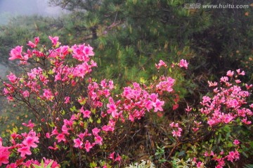 野杜鹃花