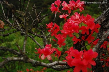 野杜鹃花