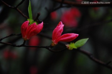 杜鹃花