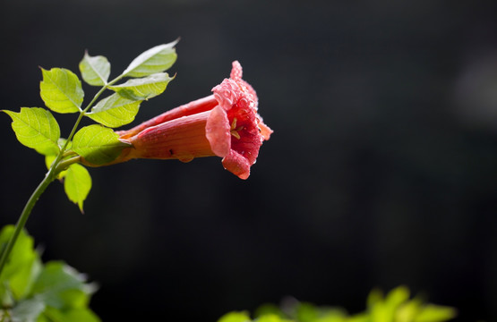 凌霄花