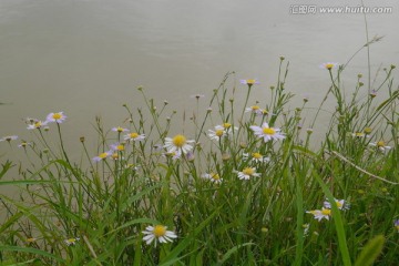 野菊花