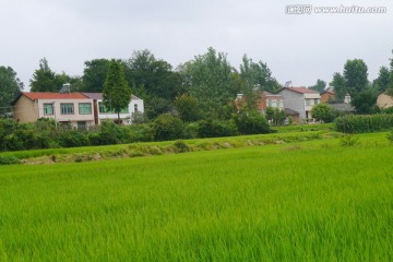 水稻房屋