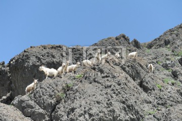一群山羊 爬山