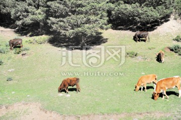 牛群 吃草