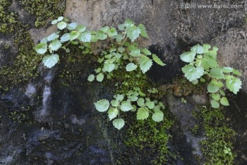 山崖植物