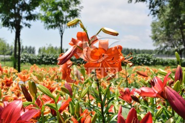 山丹 百合花