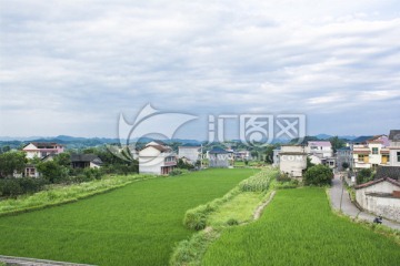 新农村 乡村风景 稻田