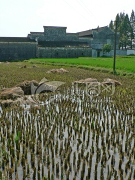 收割后稻田