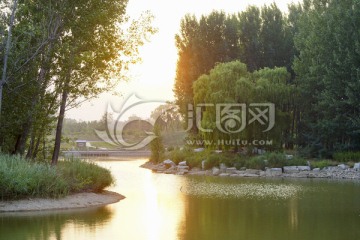 杨树林 河水