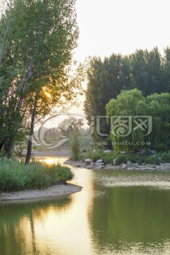 杨树林 河水