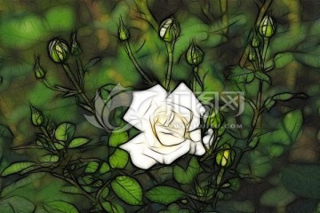 月季花抽象畫