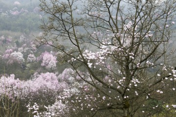 四川绵阳江油吴家后山辛夷花海