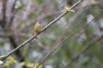 方尾鹟 小鸟