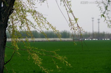 春天的田野