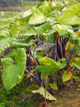 药用植物紫芋