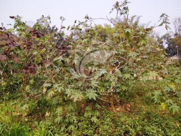 药用植物篦麻