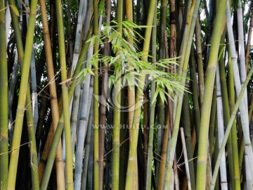 药用植物竹