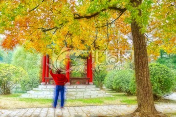 秋色風景畫 不分層